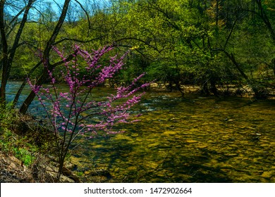 Spring Along The  Little Kanawha River, Braxton County, West Virginia, USA