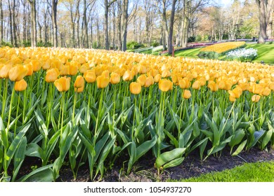Spring in Amsterdam. Vivid tulip flowers in garden