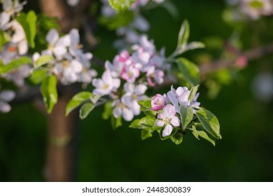 Spring apple blossom. Blooming branch in springtime. Apple tree. Background. Wallaper