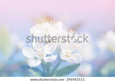 Similar – Foto Bild Frühlingsbrise Natur Blüte