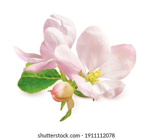 Spring Apple Blossom Isolated On White