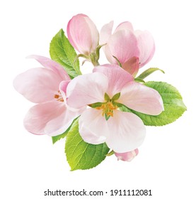Spring apple blossom isolated on white