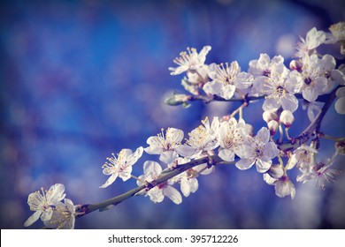  spring apple tree - Shutterstock ID 395712226