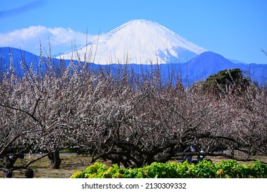 Spring is approaching slowly in Japan and plum is blossoming.  Plum is the precursor to cherry blossoms, symbolizing the approach of spring.  The air is still cold but the plums are strong. - Shutterstock ID 2130309332