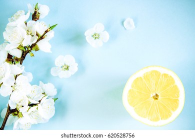 spring apricot blossom and citrus on a blue background top view