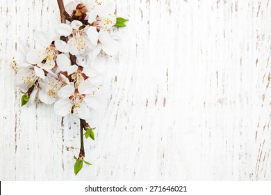 spring apricot blossom on a old wood background