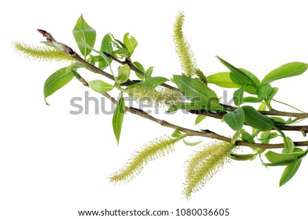 Spring April  twigs  with flowering buds and green leaves  of wild Willow tree. Isolated on white studio macro shot