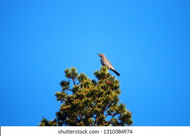 Spring, Arrival Of Birds. Male Song Thrush (Turdus Philomelos) Sings (Lek, Mating Call) On Top Of Thick Pine, Boreal Forest