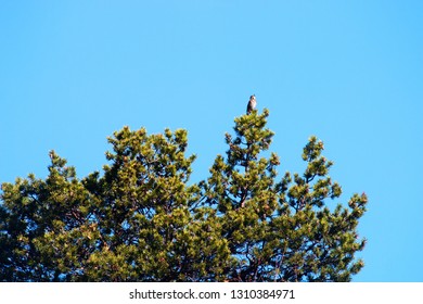 Spring, Arrival Of Birds. Male Thrush Redwing (Turdus Iliacus) Sings (Lek, Mating Call) On Top Of Thick Pine, Boreal Forest