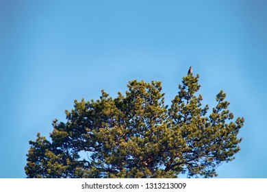 Spring, Arrival Of Birds. Male Thrush Redwing (Turdus Iliacus) Sings (Lek, Mating Call) On Top Of Thick Pine, Boreal Forest