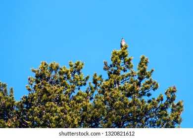 Spring, Arrival Of Birds. Male Thrush Redwing (Turdus Iliacus) Sings (Lek, Mating Call) On Top Of Thick Pine, Boreal Forest