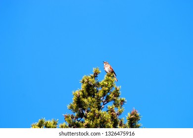 Spring, Arrival Of Birds. Male Thrush Redwing (Turdus Iliacus) Sings (Lek, Mating Call) On Top Of Thick Pine, Boreal Forest