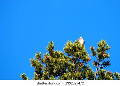 Spring, Arrival Of Birds. Male Thrush Redwing (Turdus Iliacus) Sings (Lek, Mating Call) On Top Of Thick Pine, Boreal Forest