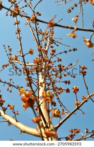 In spring, the ash maple (Acer negundo) blooms in nature