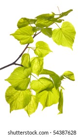 Spring Aspen Branch Isolated On White Background