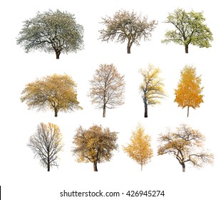 Spring And Autumn Tree Isolated On White