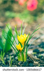 Spring Awakening: Bright Yellow Crocus In Full Blossom Emerging From The Damp Soil. First Spring Flowers, Tender And Sunny. Selective Focus