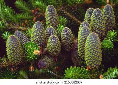 Spring Awakening Of The Caucasian Fir