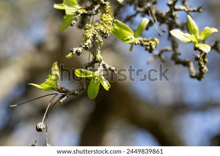 Spring Awakening: Fresh Leaves and Blossoms on a Tree Branch