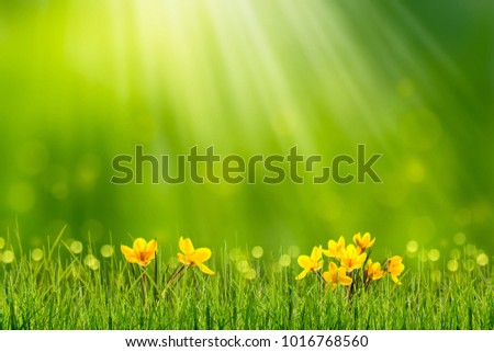 Similar – Image, Stock Photo Crocus in yellow beaming with the sun