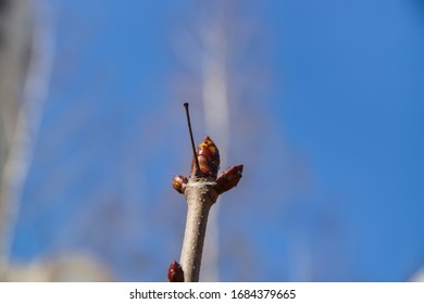 Spring Awakening Of Nature Opening Buds, Flowers And The First Leaves On The Branches