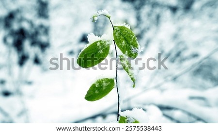 Similar – Image, Stock Photo Seasons | Spring awakening
