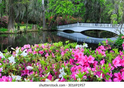 Spring azaleas in bloom near long white bridge at Magnolia Plantation and Garden in Charleston, SC.
