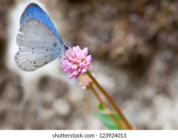 spring azure butterfly (celastrina ladon) collecting nectar