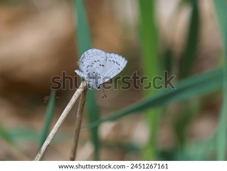 Spring Azure during early spring