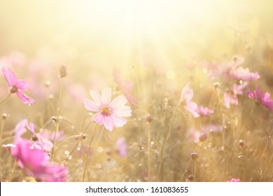 Spring Background