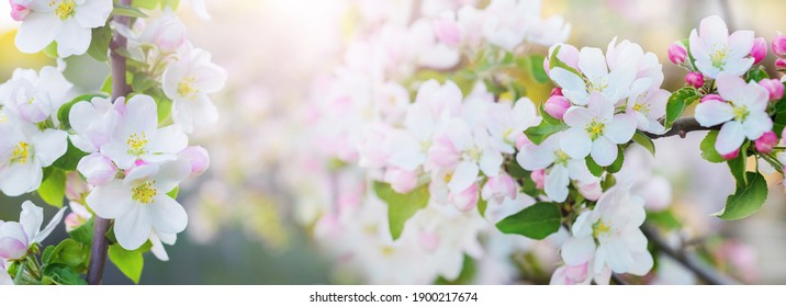 Spring background with abundant apple blossoms in sunny weather, panorama