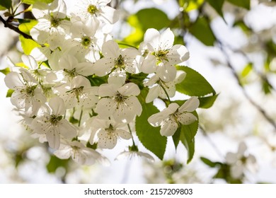 Spring background art with white cherry blossom. Beautiful nature scene with blooming tree and sun flare