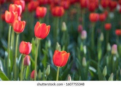 Spring background with beautiful tulips