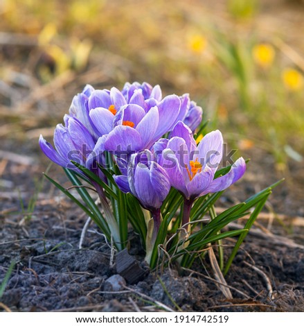 Spring background with beautiful violet crocuses in the garden. 