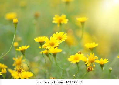Spring Background With Beautiful Yellow Flowers