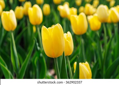 Spring background with beautiful yellow tulips 
