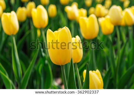 Spring background with beautiful yellow tulips 