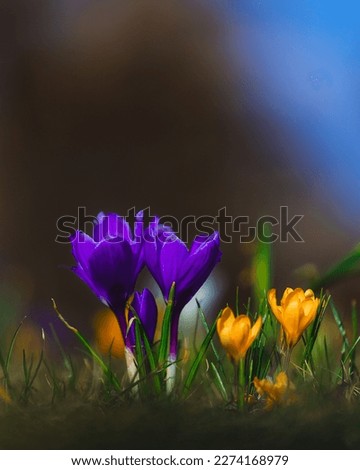 Spring background with blooming flowers. A field of flowering crocus plants, a group of bright colorful flowers. Crocus flower on a sunny spring day. Macro. Wallpaper.