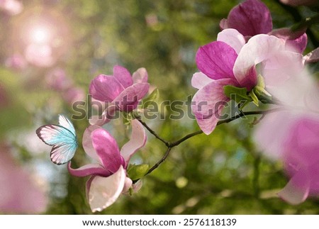 Spring background with blooming pink magnolia flowers and flying butterfly