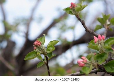 Spring background with blossom. Beautiful nature scene with blooming tree. Easter. Spring flowers. Beautiful orchard. Abstract blurred background. - Shutterstock ID 1607452480