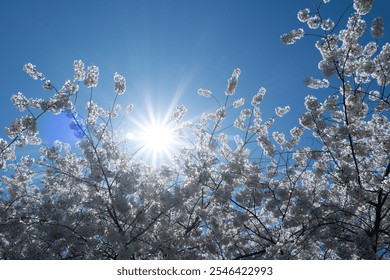 Spring background. Blossom tree branch with white flowers. Spring flowers. White flowers the fruit tree. The sakura. Cherry blossom trees in bloom. Blooming apple tree in the spring garden. - Powered by Shutterstock