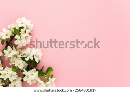 Spring background, blossoming apple tree branches on a pink background, copy space