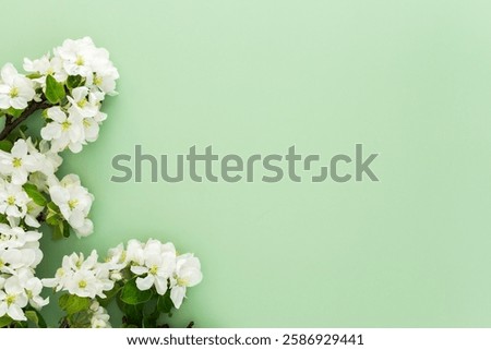 Spring background, blossoming apple tree branches on a green background, copy space