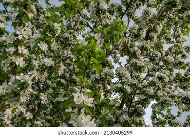 Spring background from branches of a blossoming apple tree. Blossom apple-tree flowers close-up. White apple flowers for publication, design, poster, calendar, post, wallpaper, postcard, banner, cover