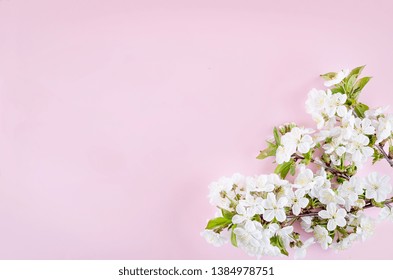 Spring background. Branches Cherry flowers on dark wooden light pink background. Top view. Fresh, buds. Springtime nature concept