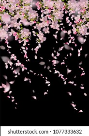 Spring background with cherry blossom. Sakura branch in springtime with falling petals