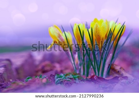 Similar – Image, Stock Photo Crocus in yellow beaming with the sun