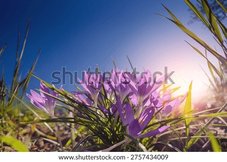 spring background, crocus flower against background of blue sky on nature outdoors. Pink crocus flowers, dreamy romantic image spring