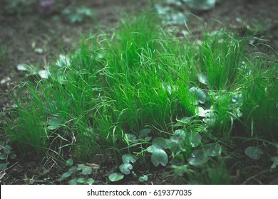 Spring background of the first green grass