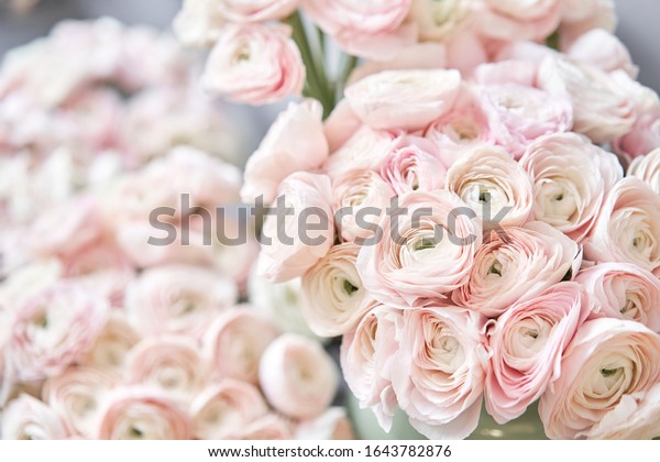 Spring Background Flower Wallpaper Persian Buttercup Stock Photo